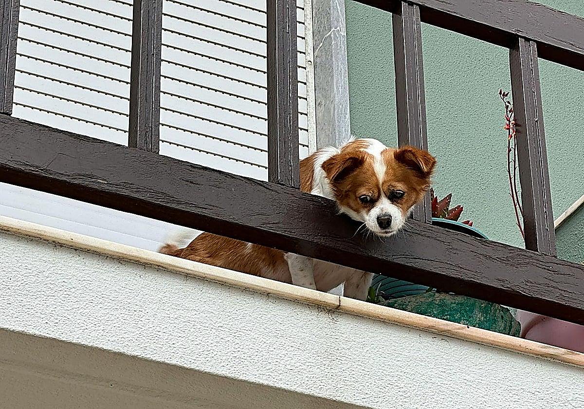 Dog falls from fifth floor and lives but owner ordered to pay 1,200 euros