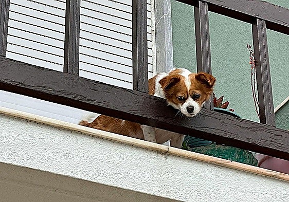 Dog falls from fifth floor and lives but owner ordered to pay 1,200 euros
