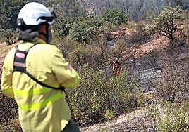 Firefighters tackle the Huelva blaze