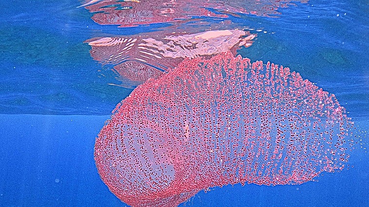 Eggs of rare diamond squid found of coast of Almuñécar