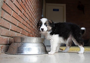 File photo of a puppy