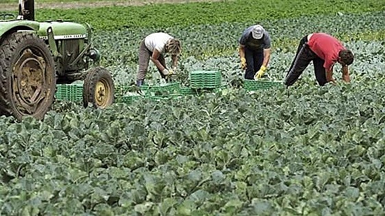 Andalucía allocates 130 million euros to generational renewal in the countryside