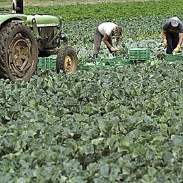 Archive photo of workers on a farm in Andalucía.