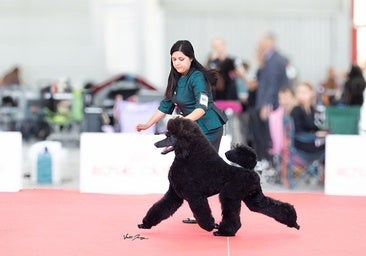 Lorena Rodríguez and Tarón during one of the championship exercises.