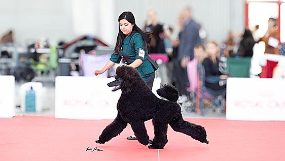 Torremolinos standard poodle Tarón crowned world champion