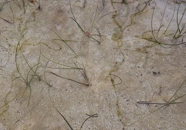 Cymodocea nodosa, in the saltwater tanks of the greenhouse in Torre de Benagalbón.