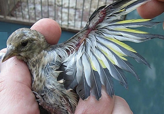 Caught with 30 unringed goldfinches, no receipt and no details of the seller