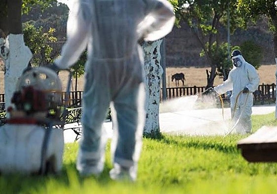 Five new cases of West Nile virus infections detected in Andalucía, taking the total to 26