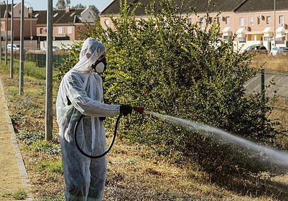 Mosquito control in Coria del Río