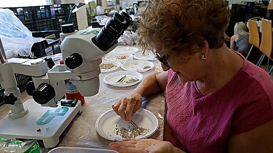 Students on the UMA’s course for older adults have signed up as volunteers at the Cerro del Villar laboratory.