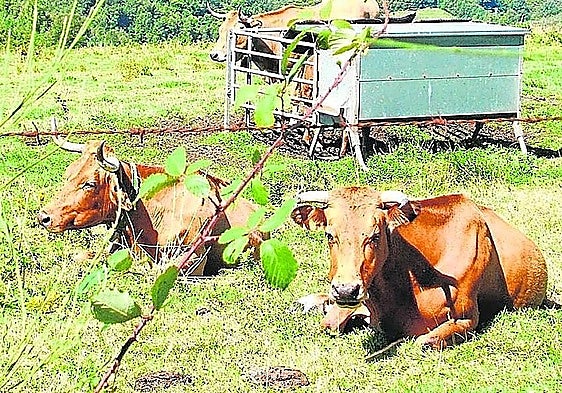 File photo of two cows.