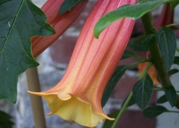 Brugmansia vulcanicola
