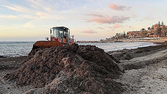 Marbella has removed an average of 1,500 tonnes of seaweed per month this year