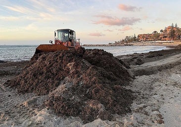 Marbella’s municipal services are removing Asian seaweed.