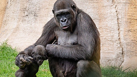 Summer brings a new way to experience BIOPARC Fuengirola after dark