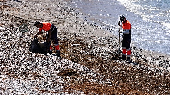 Costa del Sol doubles invasive Asian seaweed removal efforts