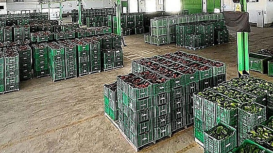 Murcia's fruit and vegetable exports to the UK have suffered a sharp decline as a result of Brexit