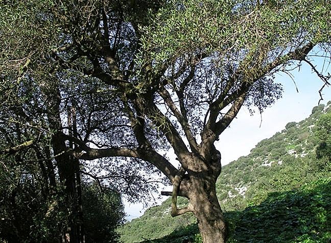 The wild olive