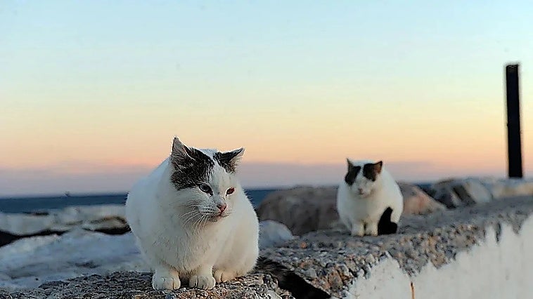 Marbella introduces new rules to regulate cat colonies