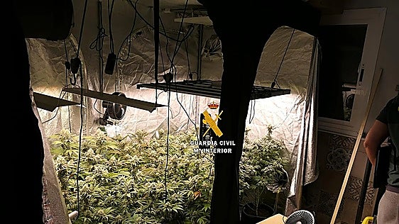Malaga police dismantle cannabis laboratory in Torrox that produced oils, gummies and pills