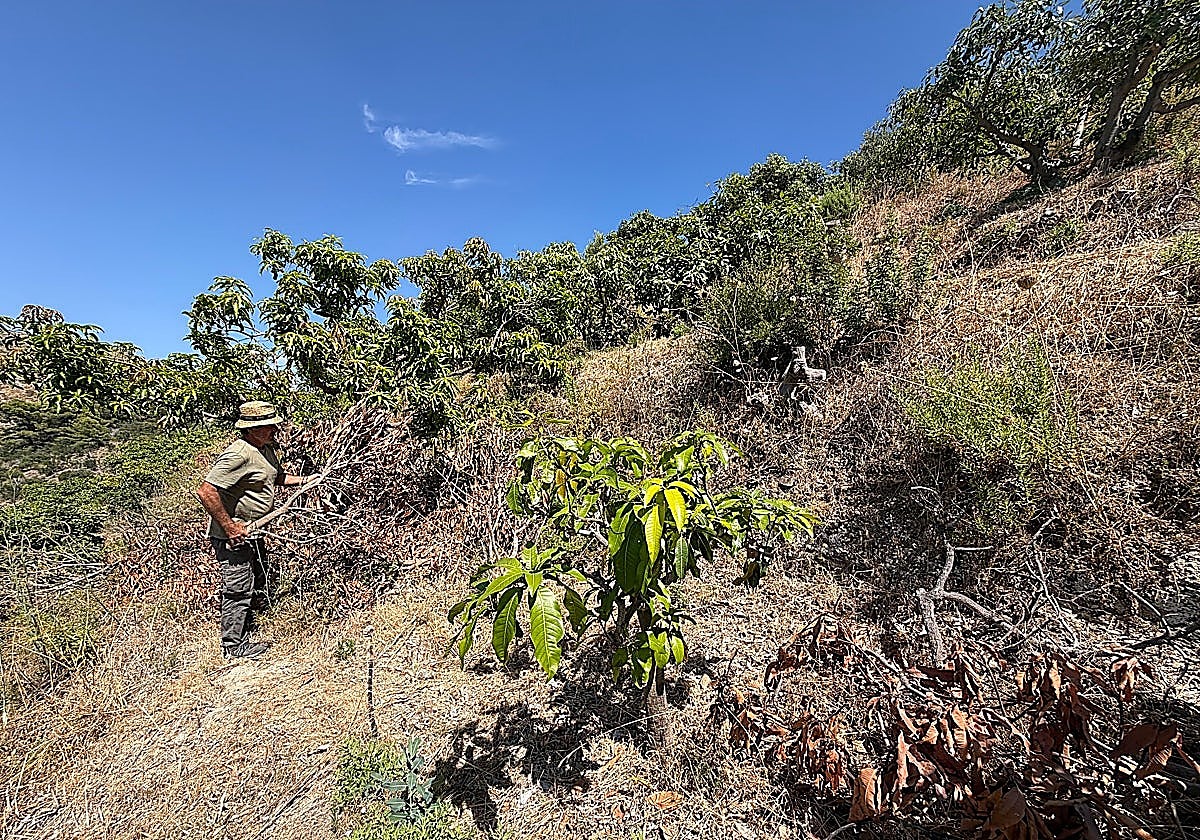 Winter storms have 'ruined' subtropical fruit harvest on Granada province's Costa Tropical