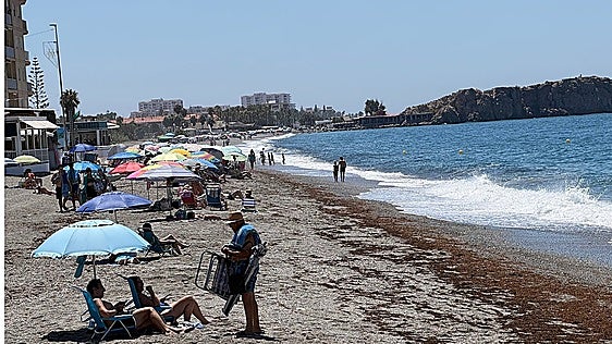 Asian seaweed returns to the beaches of Granada province's Costa tropical