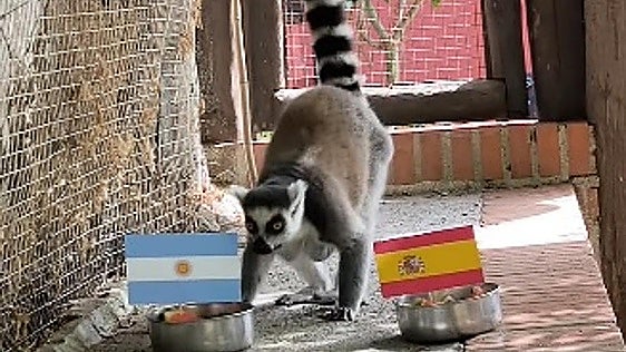 The Costa Tropical lemur who predicted the World Cup winners