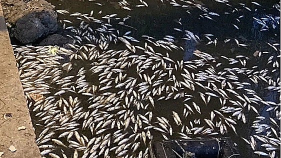 Hundreds of dead fish float at the Guadaiza river mouth in Marbella