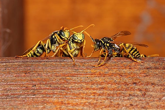 The sting in the tale