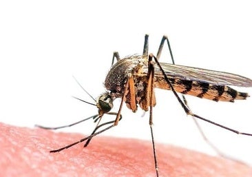 West Nile virus alert in Fuengirola and Mijas: urgent guide to avoiding bites