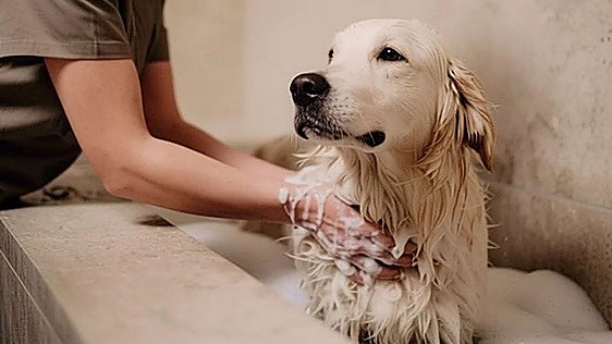 Luxury 70-million-euro Marbella development unveils on-site pet spa for residents