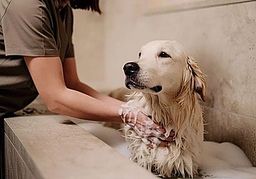 The development will feature an area dedicated to pet care.
