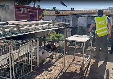 During the inspection, officers found roosters with injuries consistent with fighting, as well as crest mutilations.