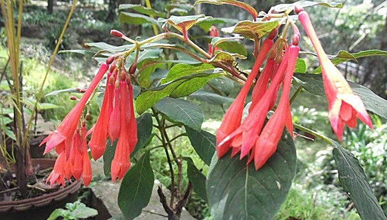 Fuchsia triphylla