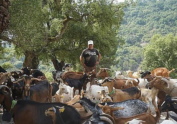 Francisco Herrera, manager of the municipal herd, alongside the goats taking part in brush-clearing work on public land.
