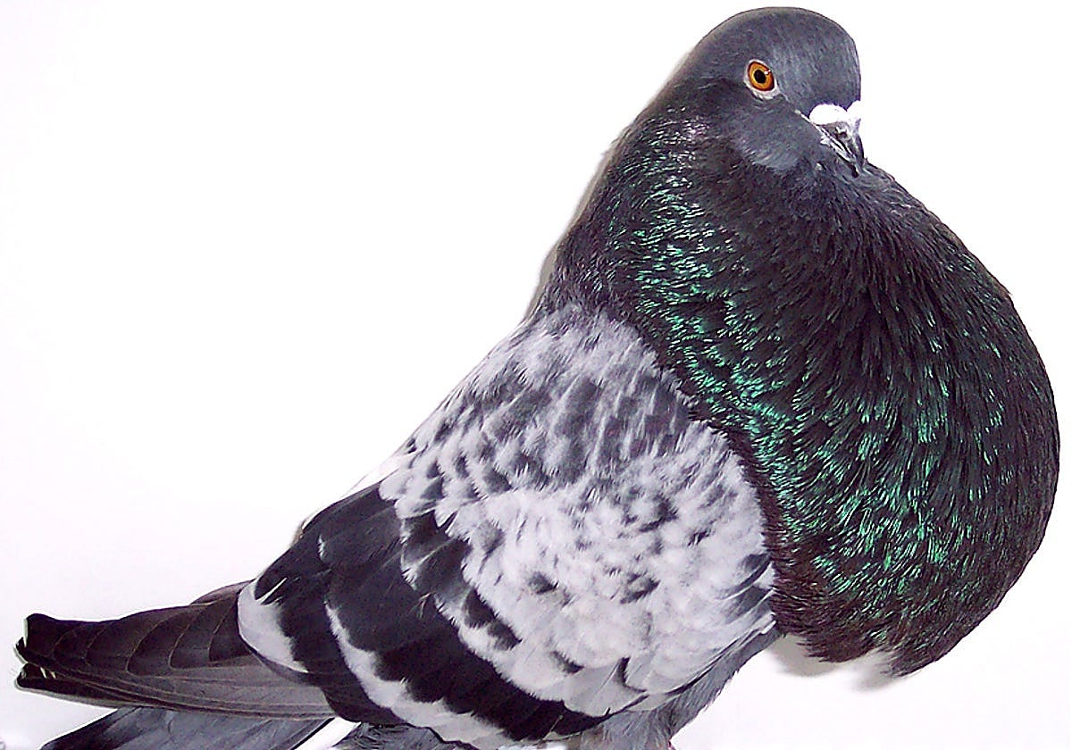 Town hall produces leaflet about the history and significance of the Vélez-Málaga Buchón pigeon