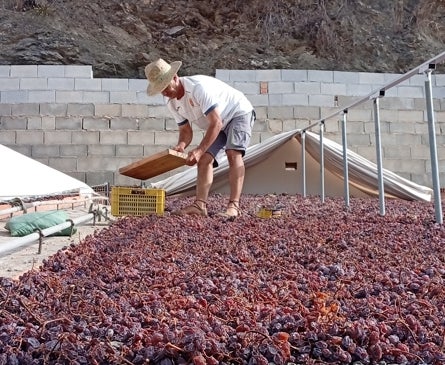 Imagen secundaria 1 - Grape treading in Cómpeta; raisins drying near El Borge; traditional machinery at Bodega Antonio Muñoz Cabrera, Moclinejo
