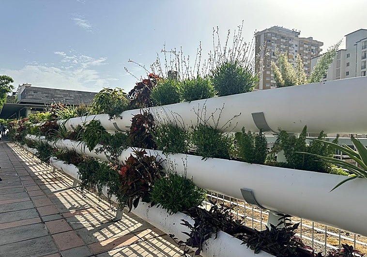 The planters have been filled with drought-tolerant perennial plants.