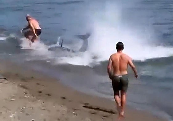Marbella beachgoers startled by large fish swimming near the shore