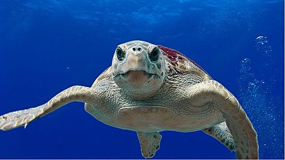Loggerhead turtle attempts to nest on Costa Tropical beach