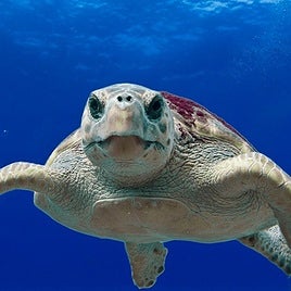 Archive image of a loggerhead turtle