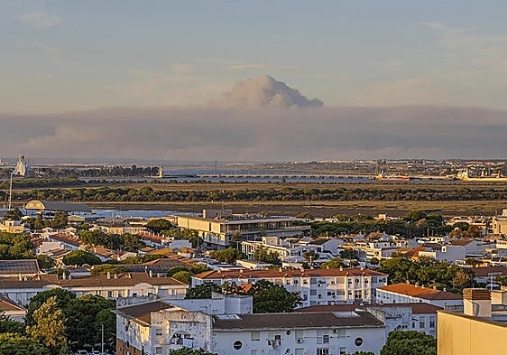 Forest area burnt by the fire that broke out in Niebla (Huelva) last Thursday.