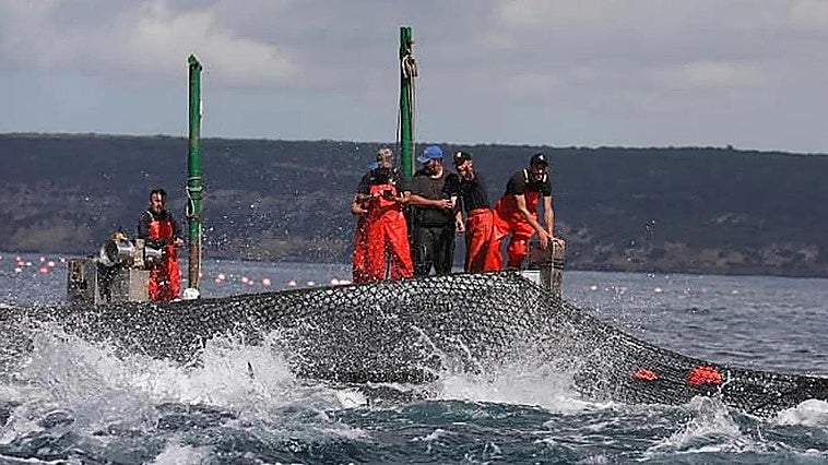 A catch of bluefin tuna in Conil.