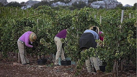 Axarquía mayors call on Andalusian regional government to help Muscat grape growers