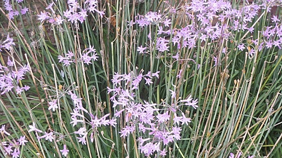 Tulbaghia violacea