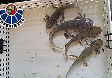 Axolotls.