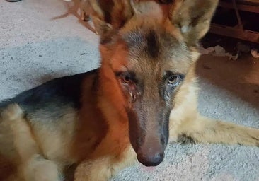 One of the affected dogs