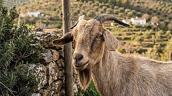 A goat of many colours