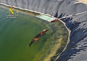 Rescue of the trapped fox.