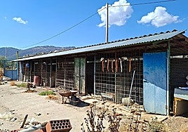 The plot of land in Toledo province belonging to the owner of the 29 abandoned dogs.